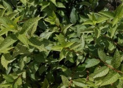 Forsythia viridissima Koreana kumson / Sárgatarka aranyvessző